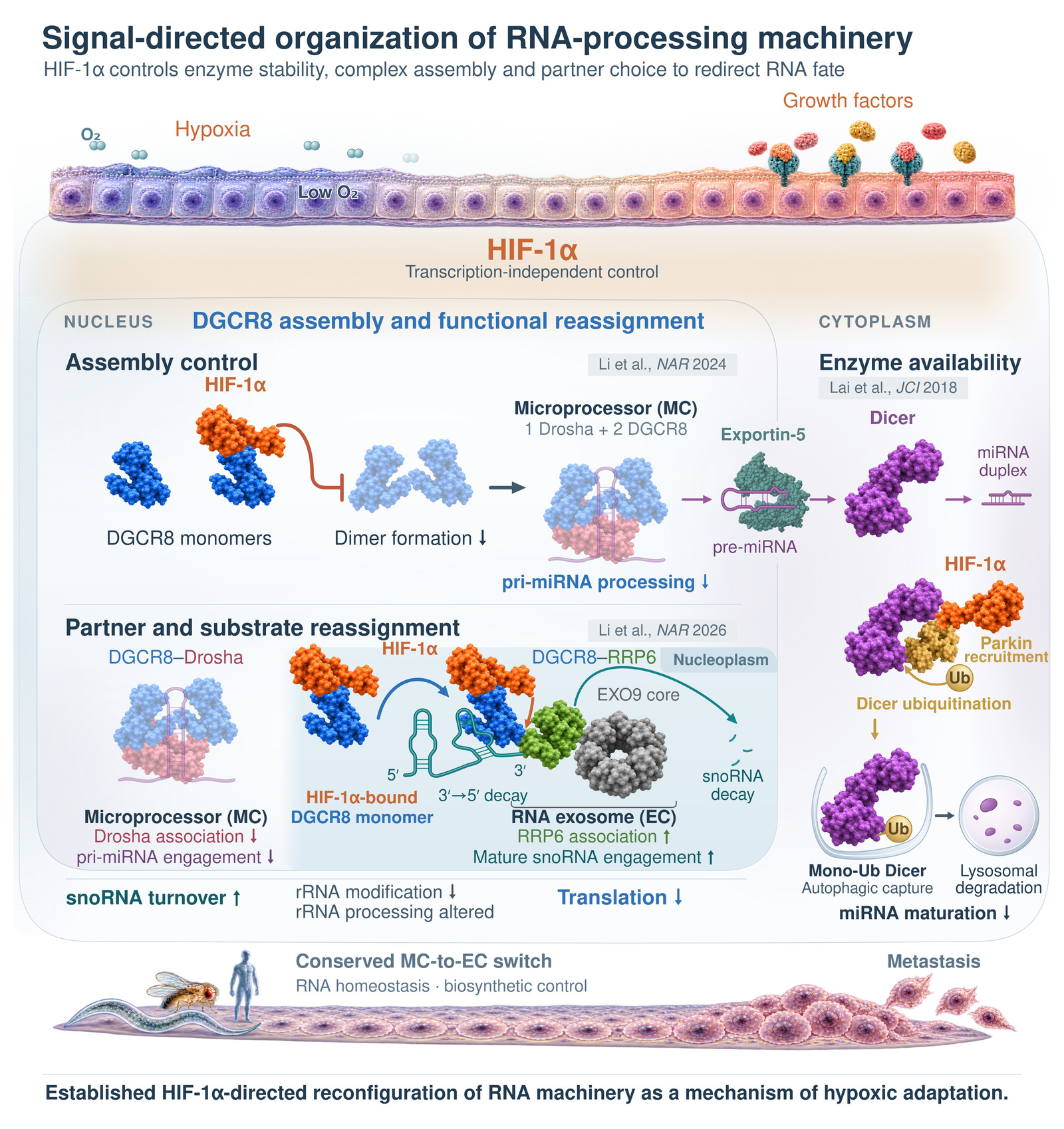HIF-1αによるDicer、DGCR8、RNAプロセシング機構の制御を示す研究統合図
